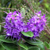 Hebe x franciscana 'Lobelioides'